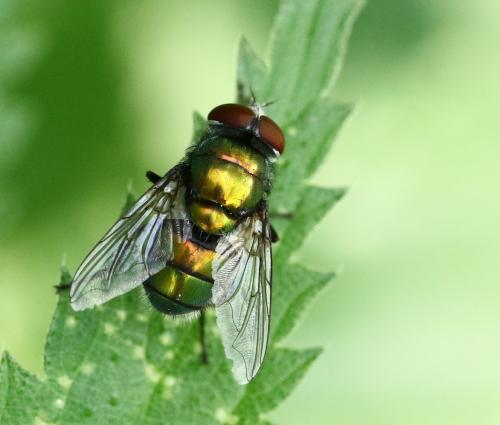 Réf. 222 442 : Chrysomya albiceps